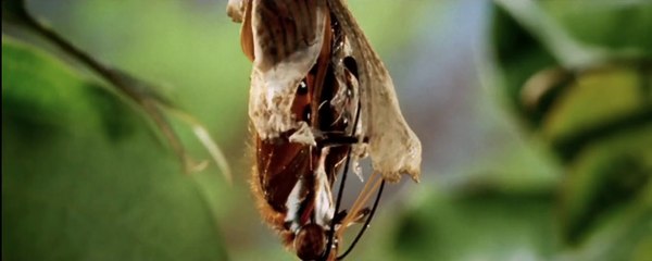 Ambition (2014) Teaser Trailer