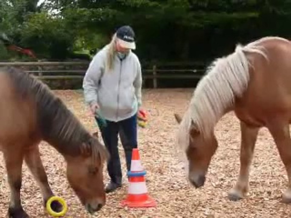Clickertraining mit Hylling 32