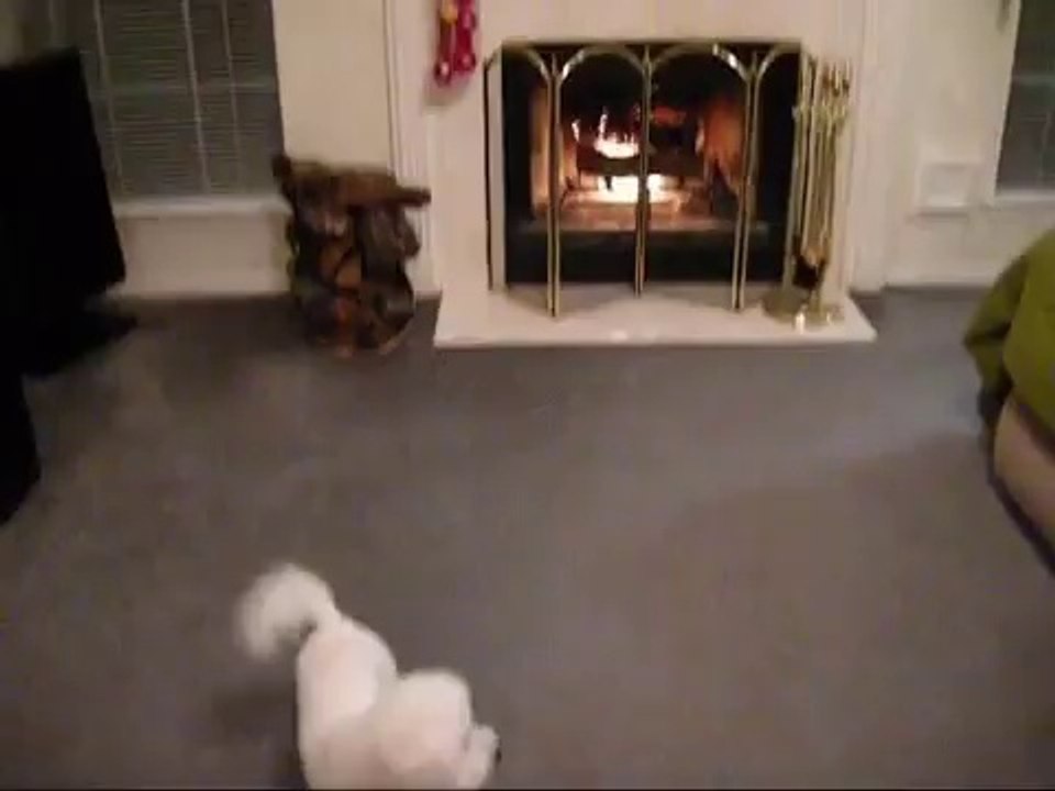 Goldie the Bichon Frise Wants Her Christmas Stocking