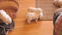 Bichon Frise pups playing