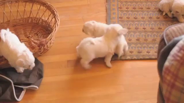 Bichon Frise pups playing