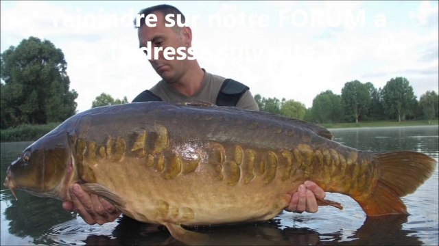 Longue carpe miroir linéaire (film HD 16/9)
