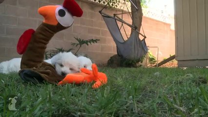 Bichon Frise Puppy Thanksgiving Dinner