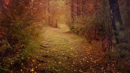 Wind in Trees | Relaxing and Soothing Breeze White Noise