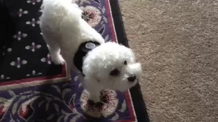 Cute bichon frise a crying like a baby