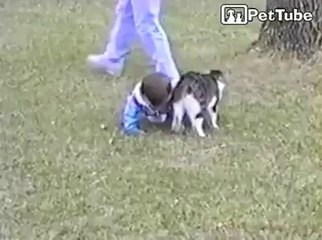 Cat Bumps Baby - Video Dailymotion