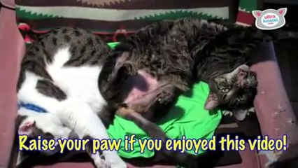 Crazy Cat Bath Time- Ultra Fur - Video Dailymotion