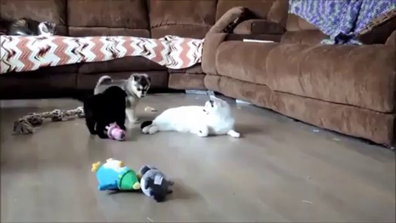Extremely patient cat