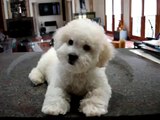 Handsome the Mixed Bichon Frise Puppy - confused Head Tilt