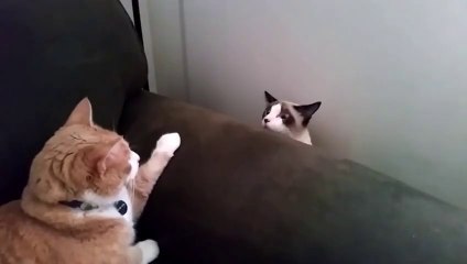 Two cats meet for the first time.