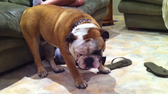 50 chiens et chats qui ont vraiment besoin de dormir