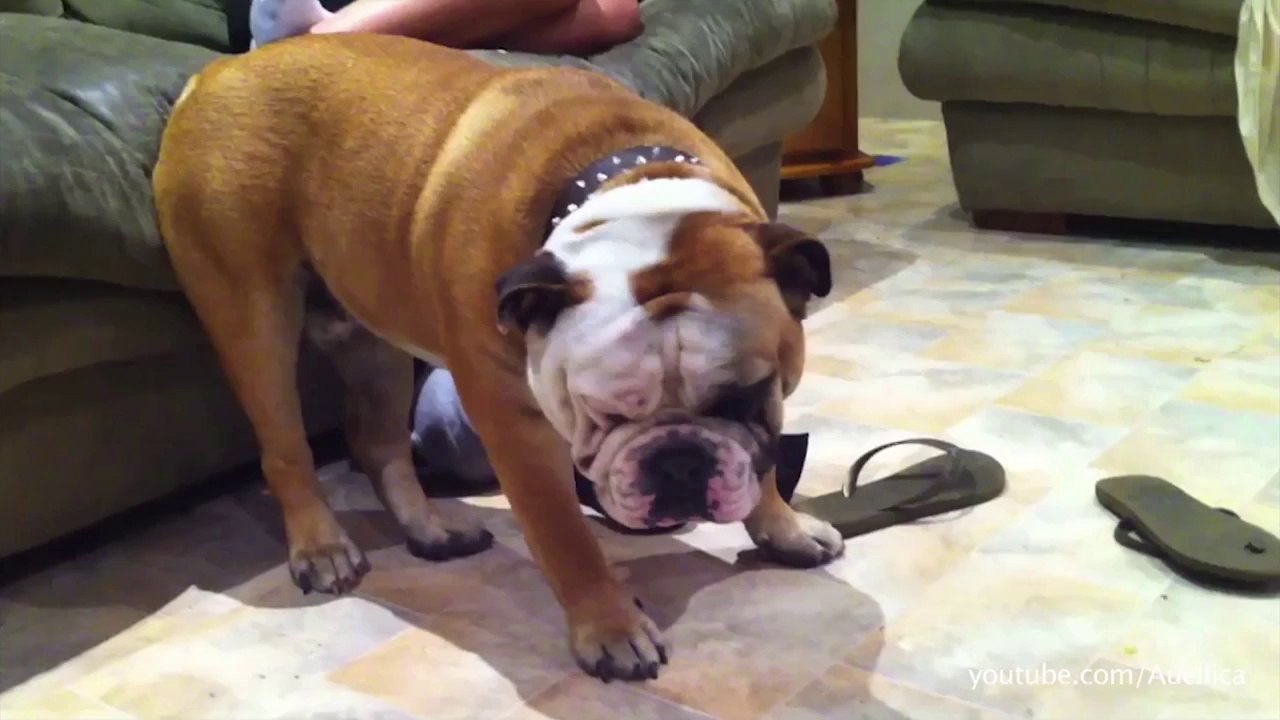 50 chiens et chats qui ont vraiment besoin de dormir