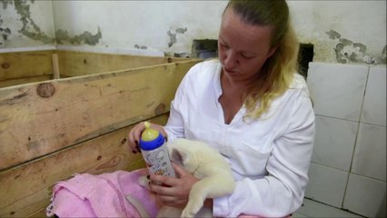 Leones blancos nacen en Belgrado