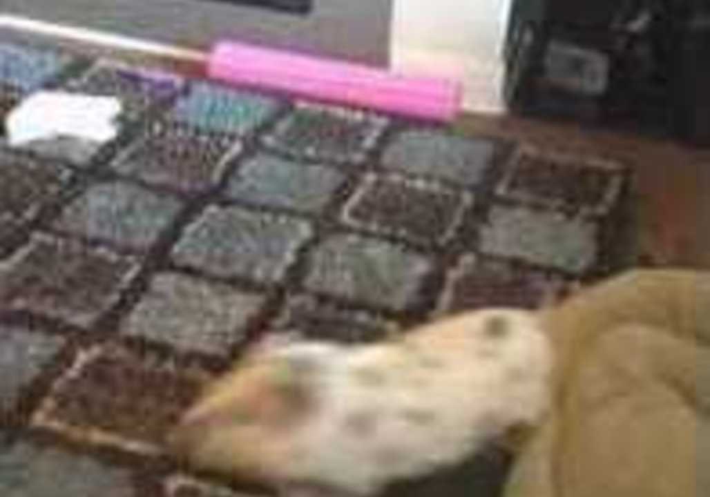 Lord Porkchop the Pig Blows Off Some Steam