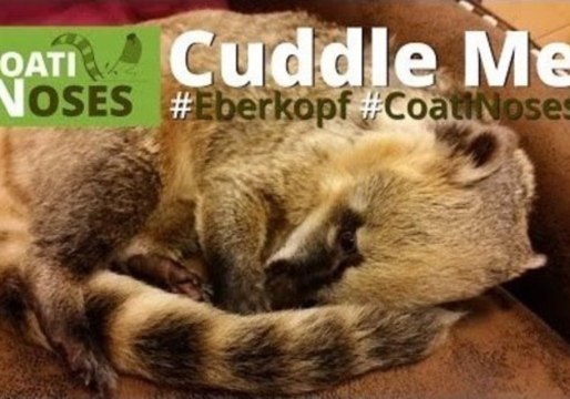 Elvis the Coatimundi Demands Attention