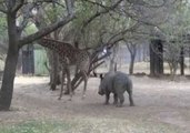 Giraffe Kicks Naughty Rhino in the Horn