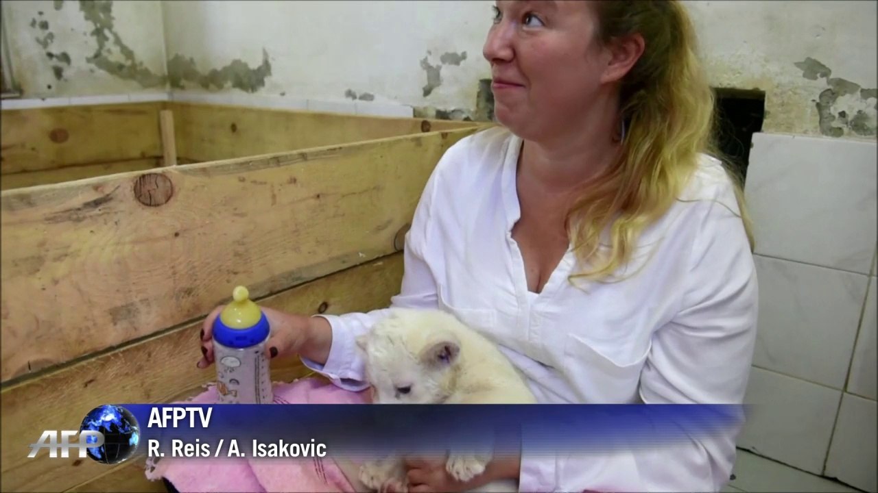 Weiße löwenbabys trinken aus dem fläschchen