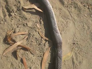 chak no 181 no snake kilr