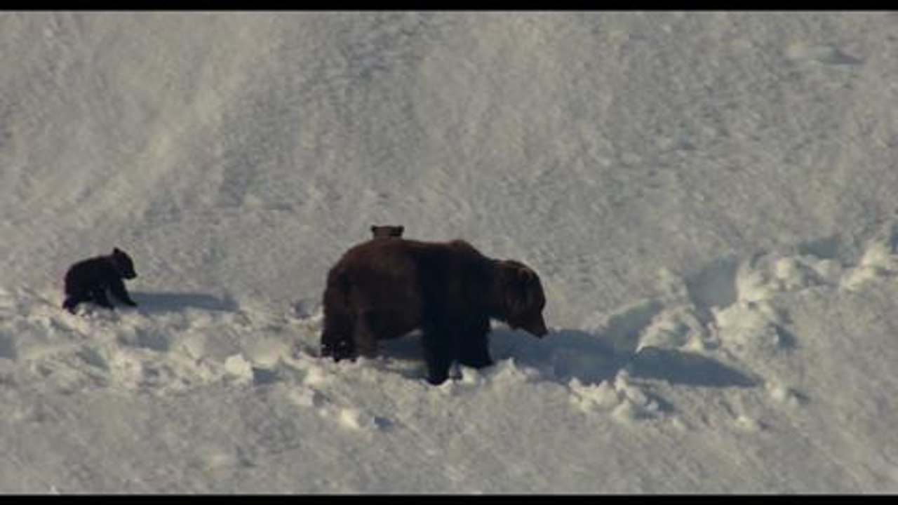 Bären - Trailer (Deutsch) HD