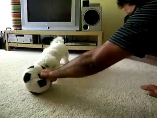 Om, My 4 month old Bichon Frise Part 2