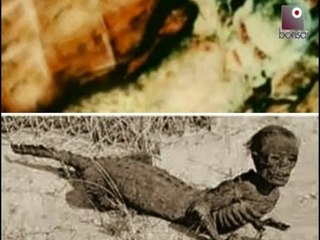 Incroci tra animali: la creatura metà uomo e metà coccodrillo | PIRATE TAPES