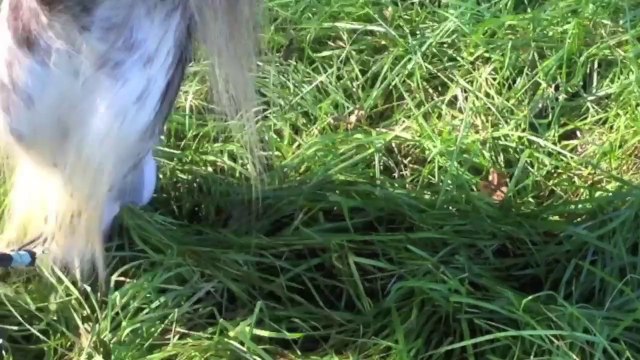 1ère ballade de ma pouliche, seule en extérieur...