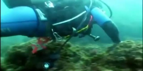 Pulpo Mimi o Pulpo Imitador mas inteligente del mundo