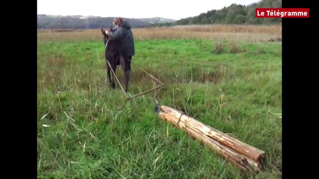 Dinéault (29). Débardage avec des ânes dans les marais