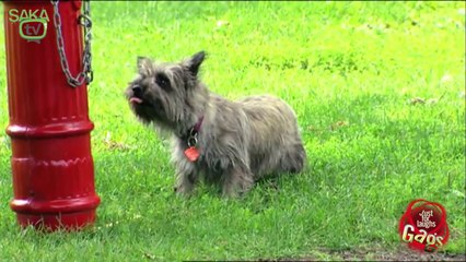 Köpeklere Yapılan İbretlik Şaka