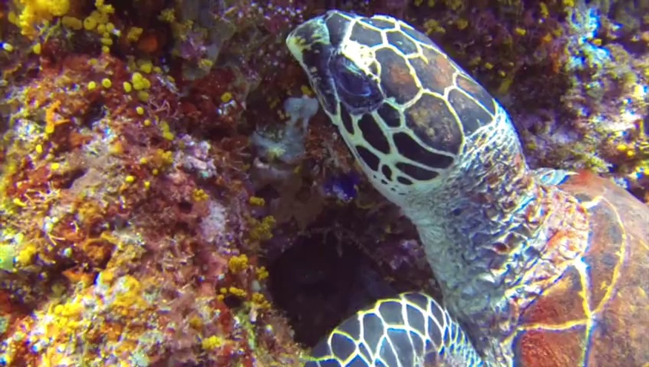 Misool diving 2014 480