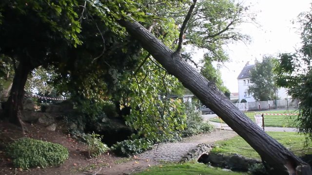 Beauvais : un arbre couché par le vent