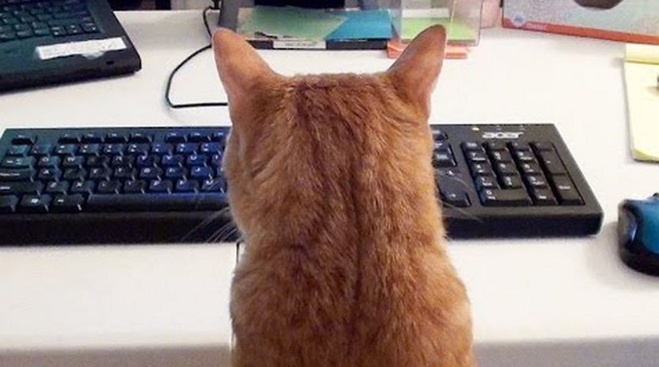 Essayer de travailler quand on a deux chats chez soi