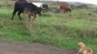 Dog Has Angry Stand-Off With Easter Island Cow