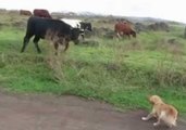 Dog Has Angry Stand-Off With Easter Island Cow