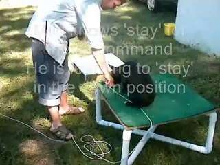 ClickerTraining a French Bulldog Puppy