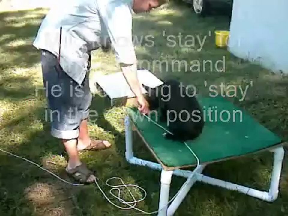 ClickerTraining a French Bulldog Puppy
