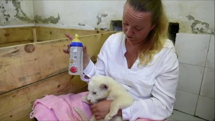 Скачать видео: Nacen 3 leones blancos en zoológico de Serbia