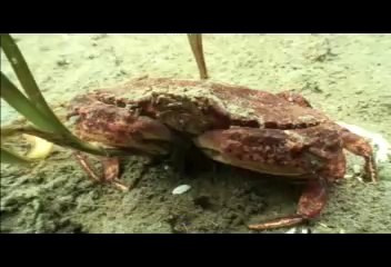 Small Business Week Profile - DiveSafe International