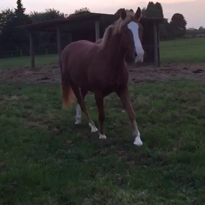 Il ne lui manque que les ailes azur pégase