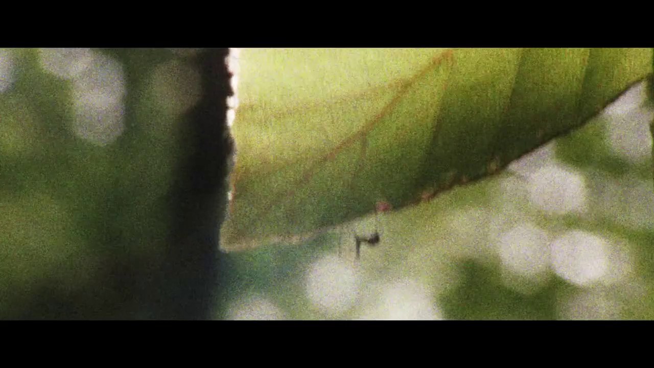 Little black spider: Trailer HD