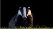 BBC Radio 4 - Farming Today, Pilot badger cull ends 20Oct14