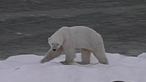 Trick-or-Treating Banned Because of Polar Bears