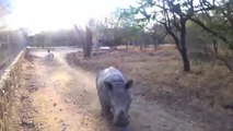 Orphan baby rhino worried by poachers learning how to become lamb