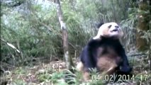 Captan por primera vez a un oso panda masturbándose