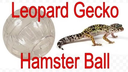 Leopard Gecko In A Hamster Ball?