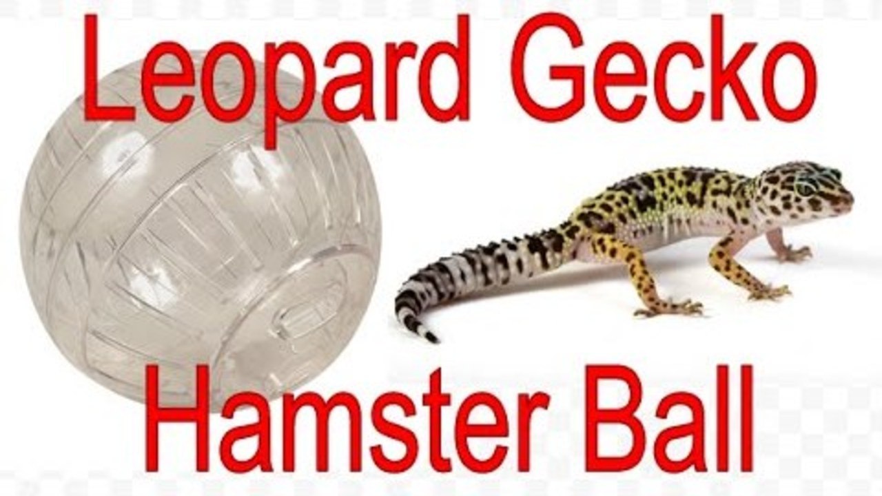 Leopard Gecko In A Hamster Ball?