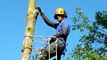 Hudson Tree Services: Reliable Tree Services & Shrub Care by Experienced Arborist in Toronto ON