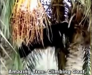 Tree Climbing Goat
