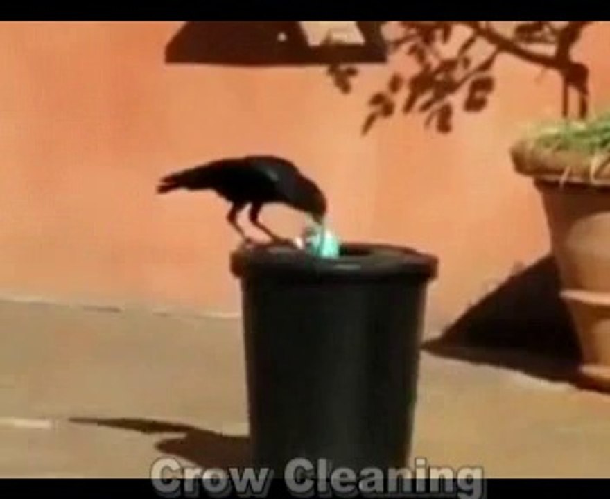 Crow Cleaning