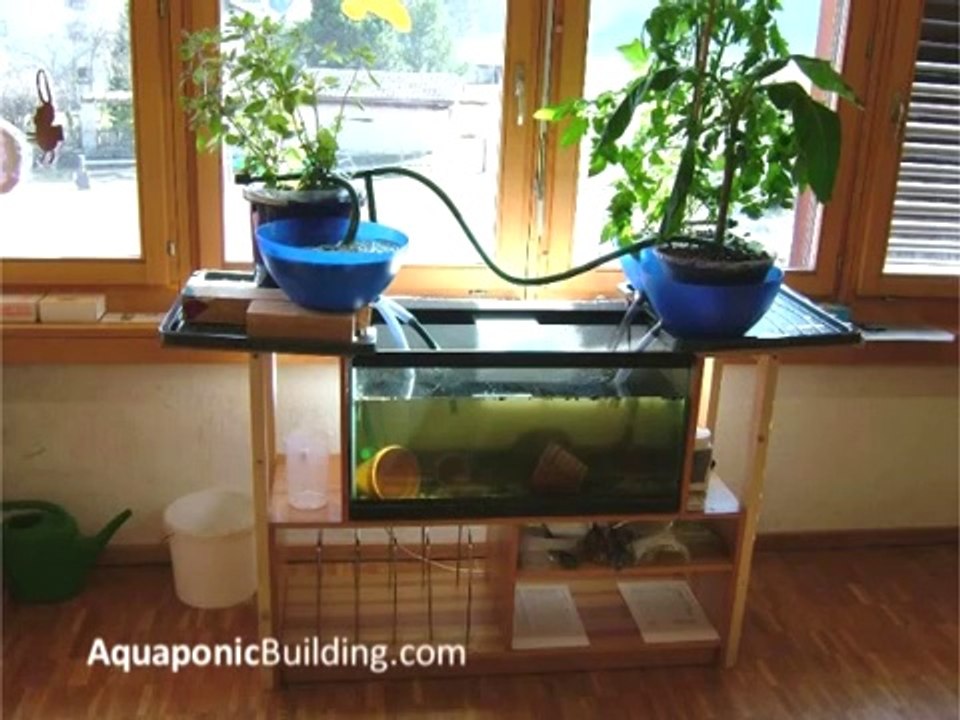 Aquaponics 4 idiots - Aquaponics 4 you